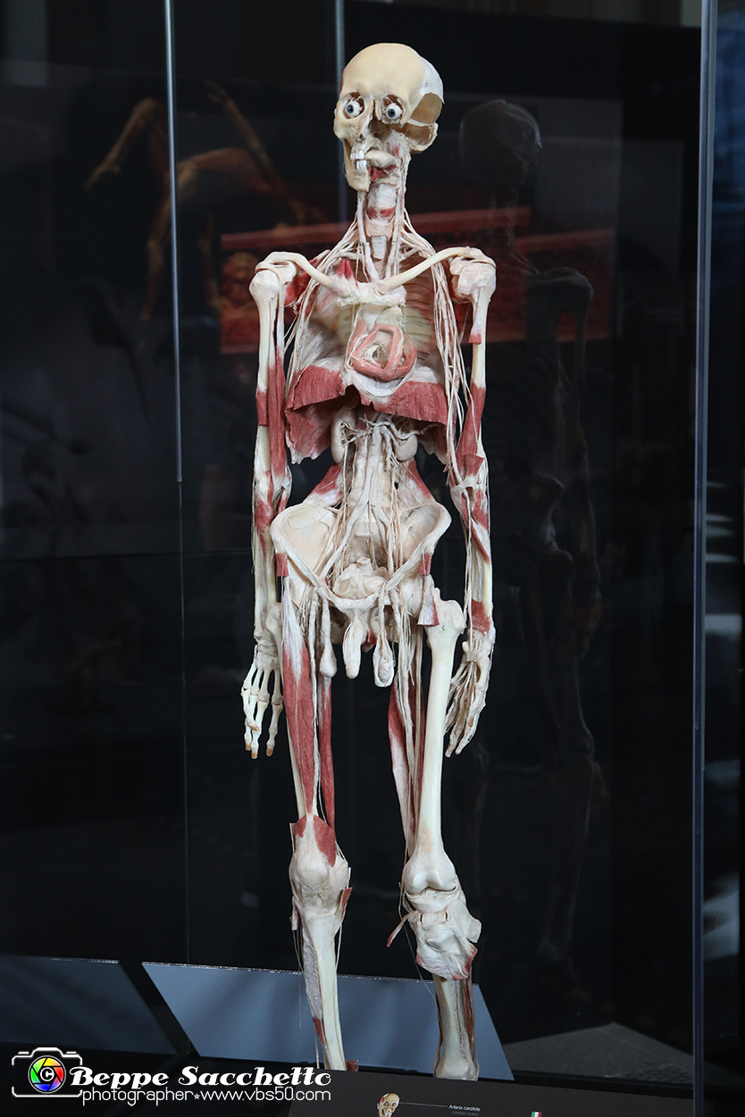 VBS_2830 - Mostra Body Worlds.jpg
